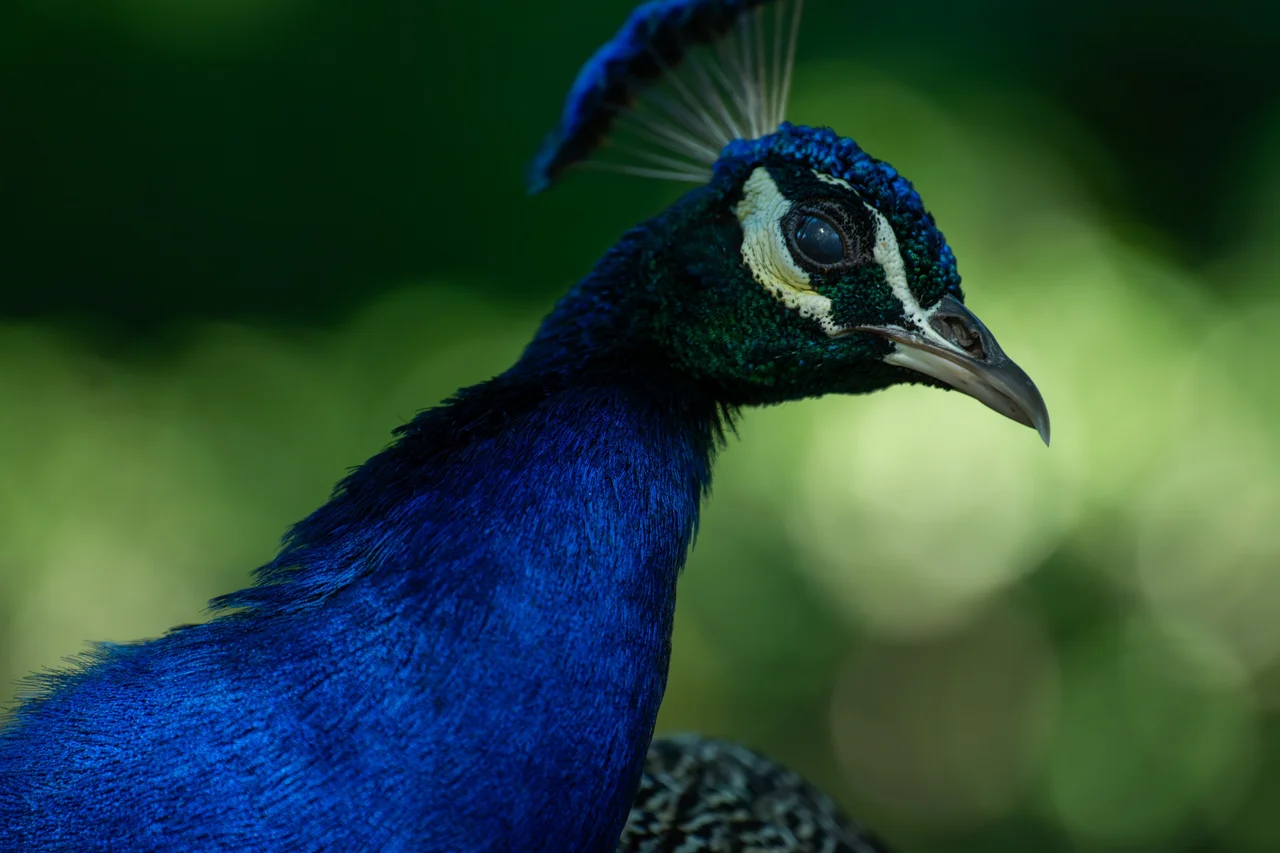 Pavo real / perfil azul